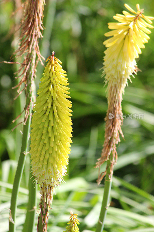 奶油黄色红色火钳花的图像，Kniphofia 'Buttercup'